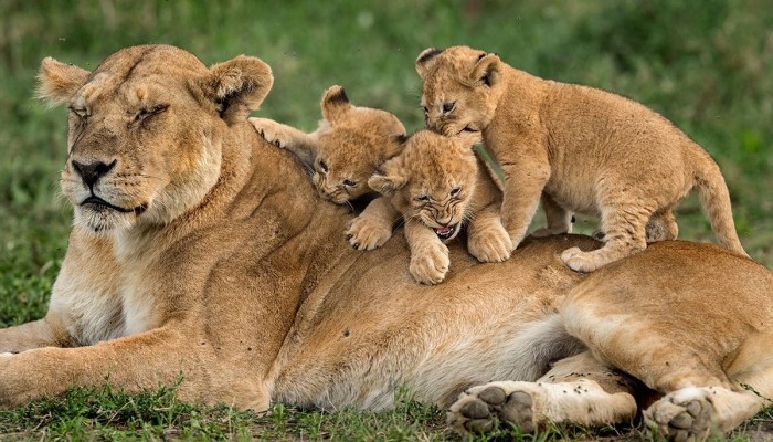 Where can I see the Big Five in Tanzania?