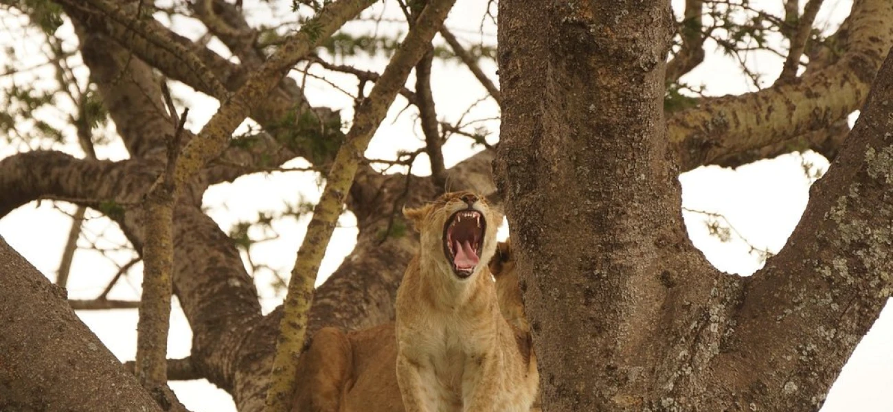 Grand Big Five Journey in Tanzania’s Iconic Parks.