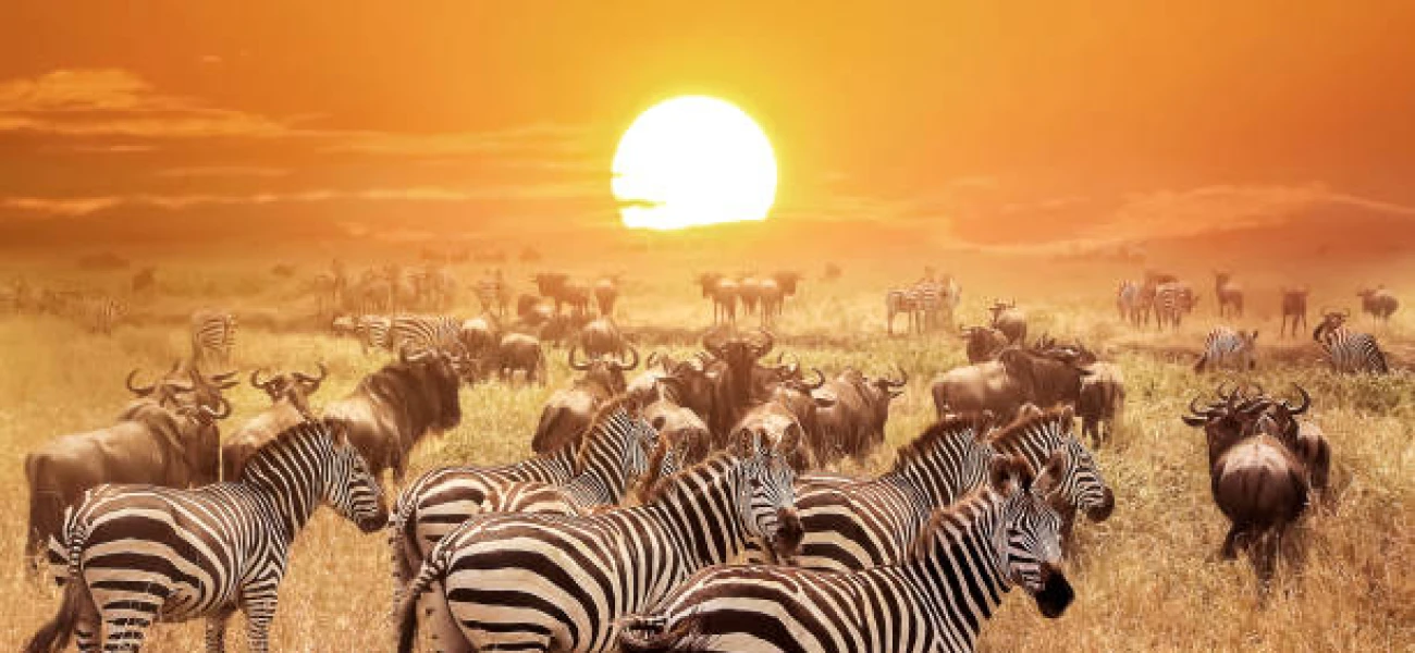 Ultimate Safari from Flamingo Lakes to Big-Five Plains.