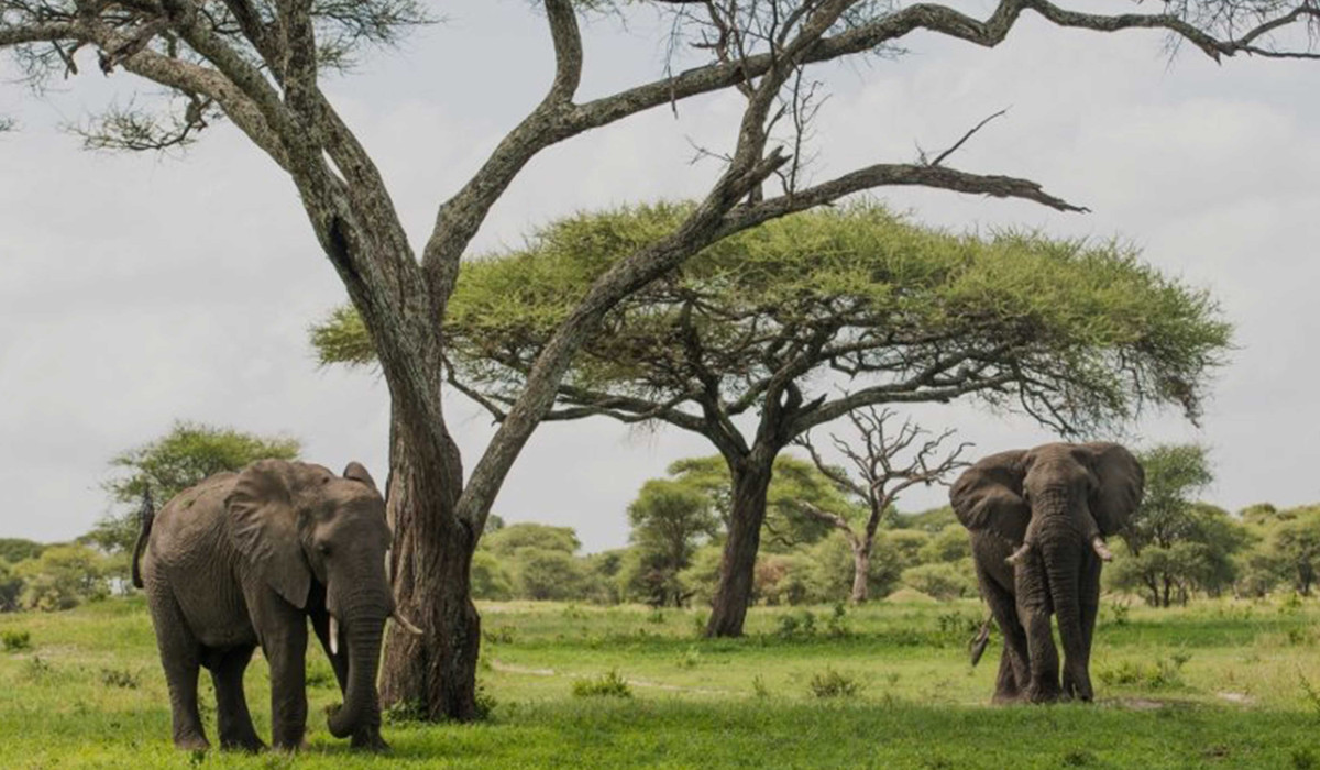 Why Choose Golden Safari Adventures