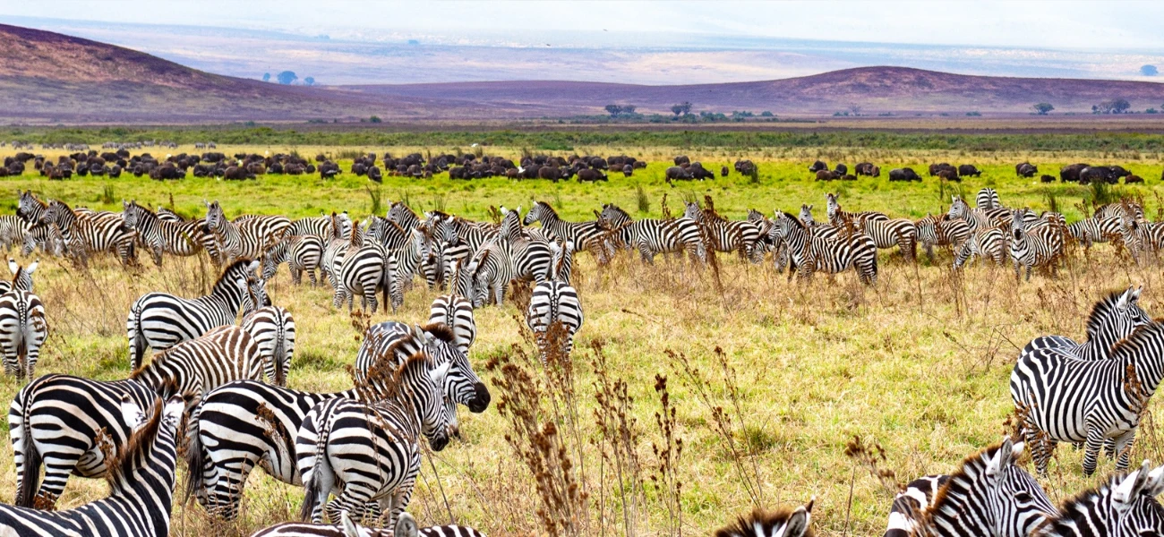 Golden Safari Adventures