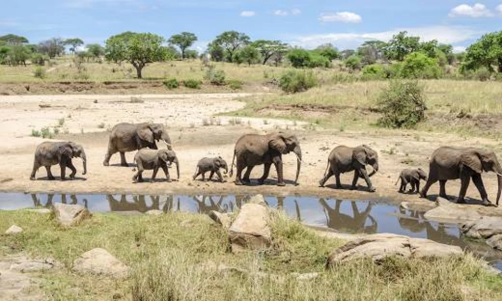 TARANGIRE NGORONGORO AND SERENGETI SAFARI THE ICONIC TANZANIA EXPERIENCE